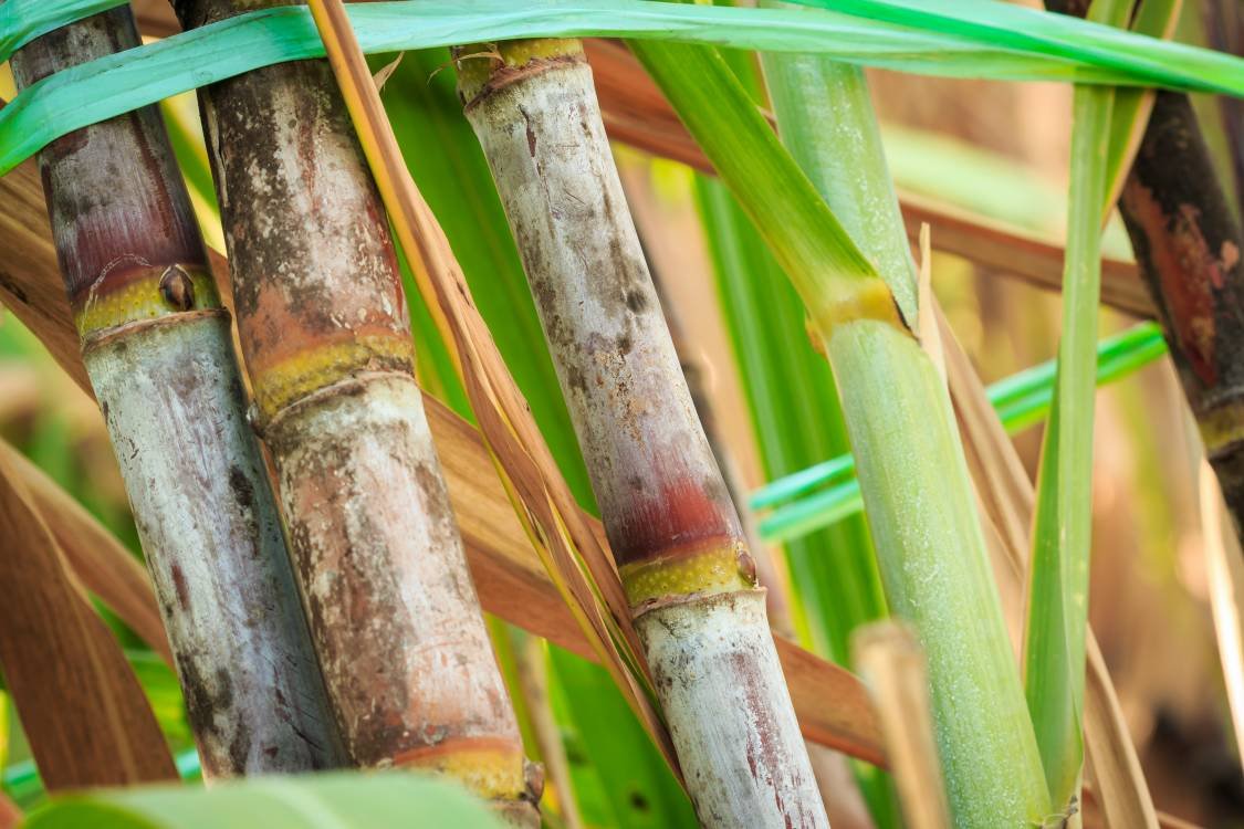 Com mix alcooleiro, moagem de cana na safra 2026-2027 no Norte-Nordeste atinge 23,1% da projeção